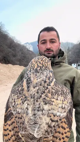 Филин любить обнимашки#любовь #филин #софья #обнимашки #2025 