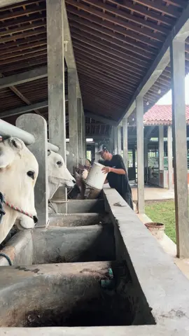 combor pagi#fyp #peternakmuda #sapijumbo #viral 