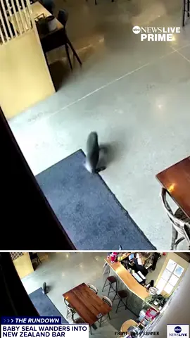 A baby seal caused a bit of chaos when it wandered into a bar in New Zealand. One patron used a sweater in an attempt to guide the seal back outside, but the seal slipped away — dashing into a restroom before hiding under a dishwasher, which staff quickly unplugged. The pub owner joked the establishment now has an 
