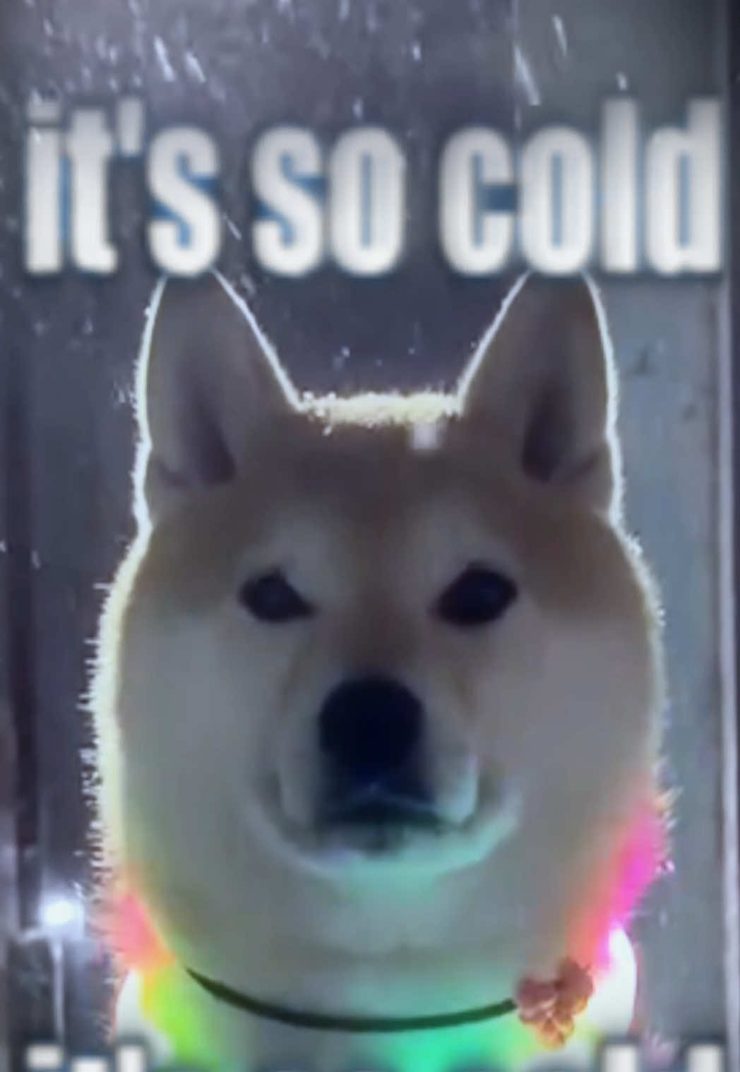 #shibainu #fyp #edit #draingang #bladee 
