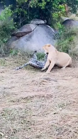 #الافتراس #Wildlife #صراع_البقاء #Predator #الحياة_البرية