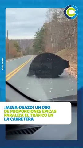 ¿Qué harías si un “gigante” aparece frente a tu auto? Un enorme oso sorprendió a todos al bloquear una carretera completa por su imponente tamaño. Conductores detuvieron la marcha mientras el animal cruzaba con total calma. La escena se volvió viral y abrió debate sobre seguridad vial y vida silvestre. #OsoGigante #VidaSalvaje #NoticiasVirales