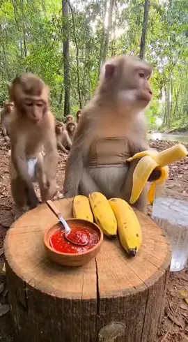Monkey vibes all day! #MonkeyVibes #FunnyMonkey #CuteMonkey #MonkeyVideo #FunnyAnimals 