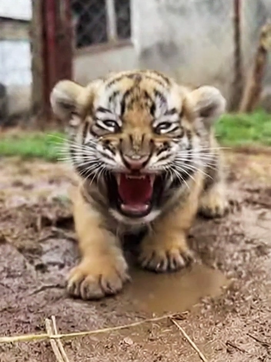 Mama Tiger proud on her Ting cub 😳😳😳😳  #angrytiger #tiger #foryou #foryoupage #foryoupage❤️❤️ 