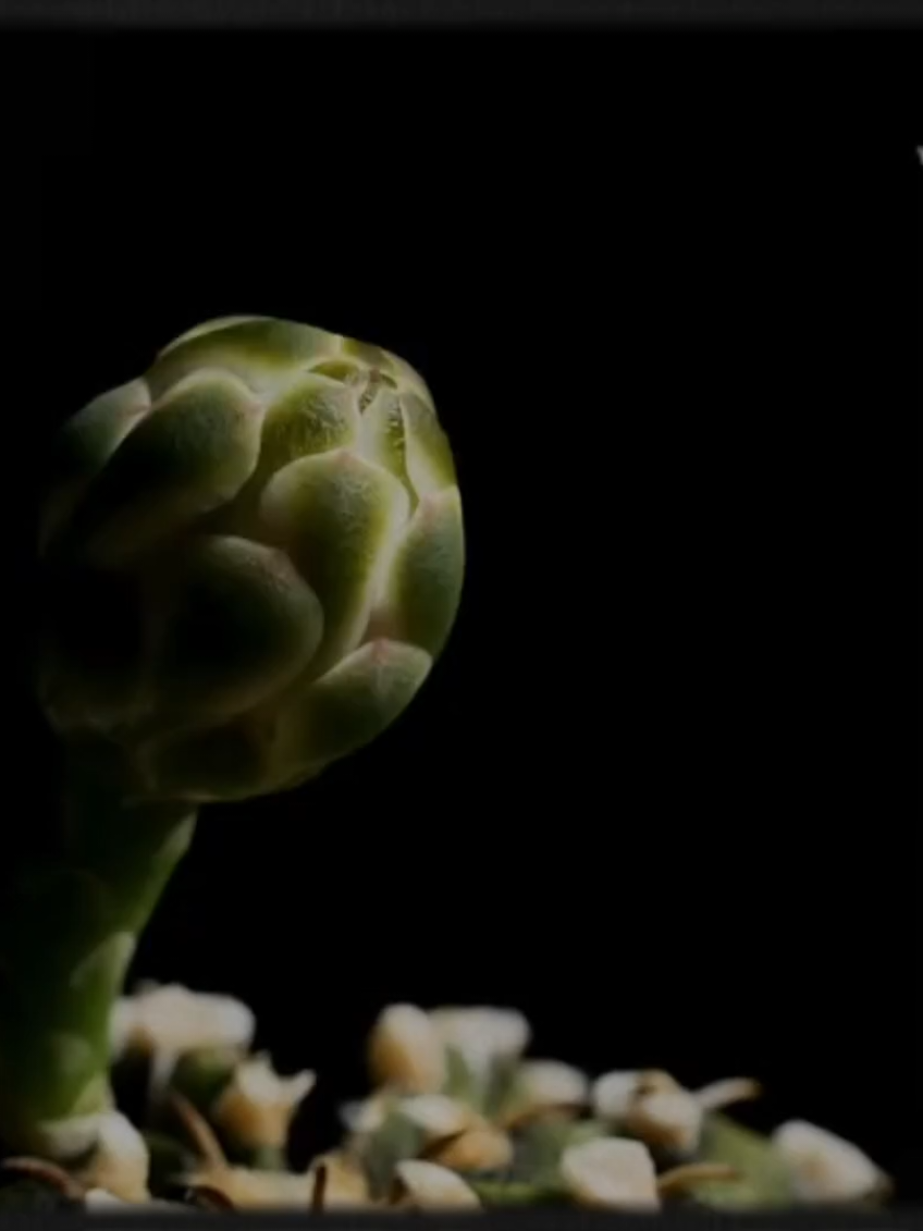 dio miyo ns pq peor pues andaba aburrido y escribí esto y pues soi nuevo entonces no es lo mejor de echo te dra algunos errores pero no importa igual lo comparto #poemasdeamor #juliocortazar #frases #fypシ゚viral  bueno si quieren me pueden dar recomendaciones 