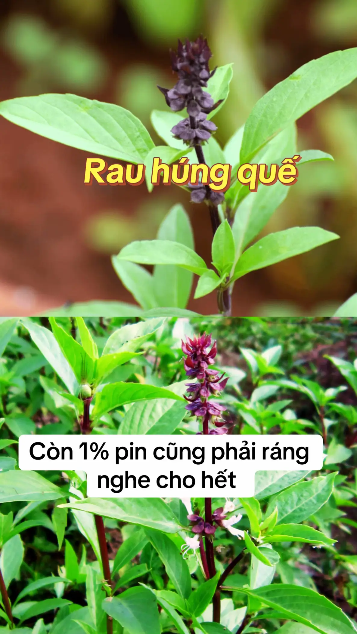 #rauhungque#baithuocdangian #thanduoc #suckhoelavang#xuhuong 
