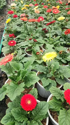 Đồng tiền lùn#hoadongtien #toiyeuvietnam #xuhuongtiktok 