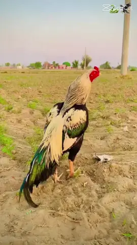 @Umar Khan kalyar ✨ @Ahmad Hassan kalyar @Nasar Kalyar 17 17 @Nazya _44 @Noor Fatima ❤️❤️ @alihassankalyar07 @yasseen ch