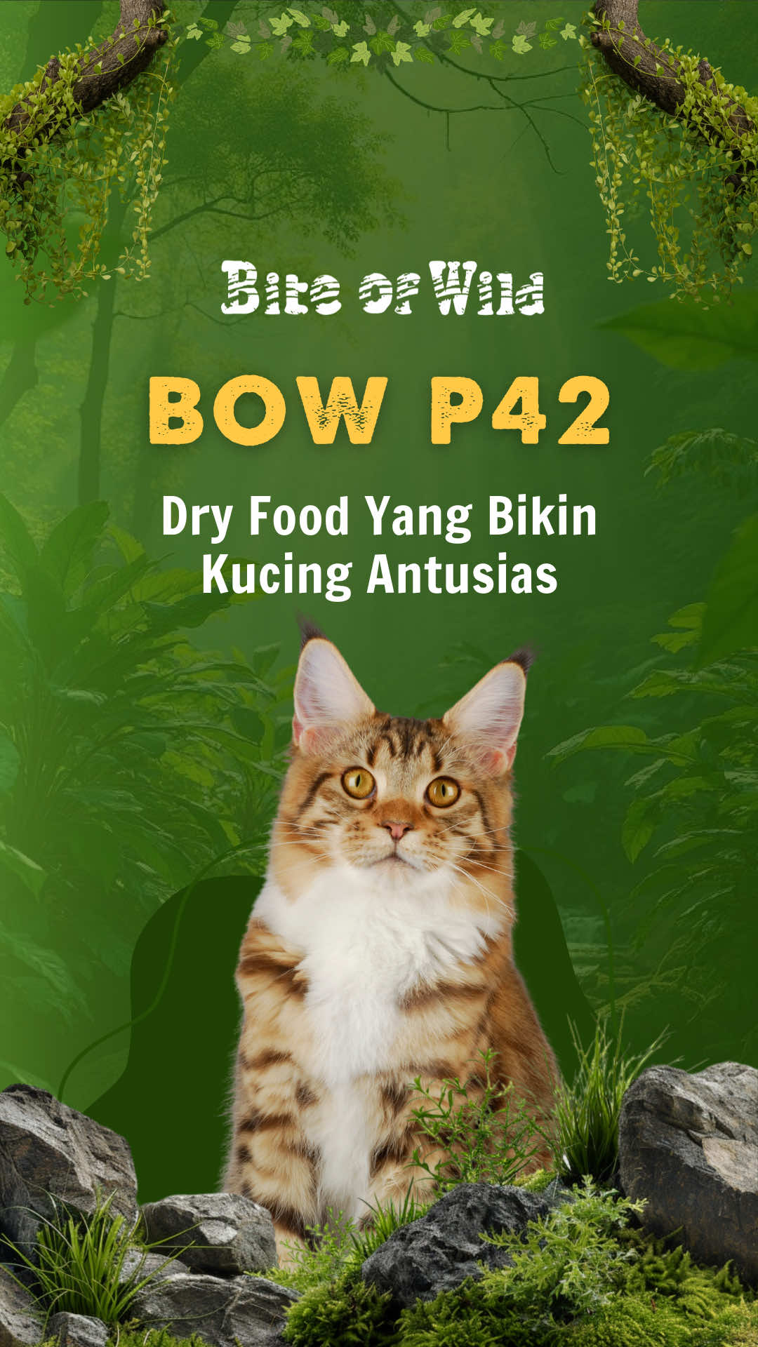 Kucingku antusias saat ada dry food P42 dari bite of wild #biteofwild #catfood 