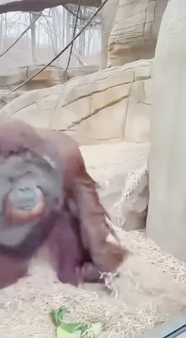 This Is the Jealousy of the Year 😂🦧🔥 Like&follow  #AIreel #AIfunny #AIanimals #AIfun #CreativeAI  