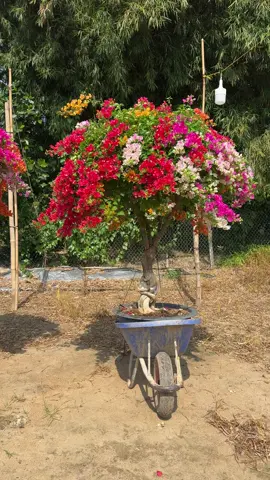 Chốt cặp ngũ sắc cho a khách ở xa#LIVE #caycanh #trangtri #hoagiayphamnguyen #xuhướng 