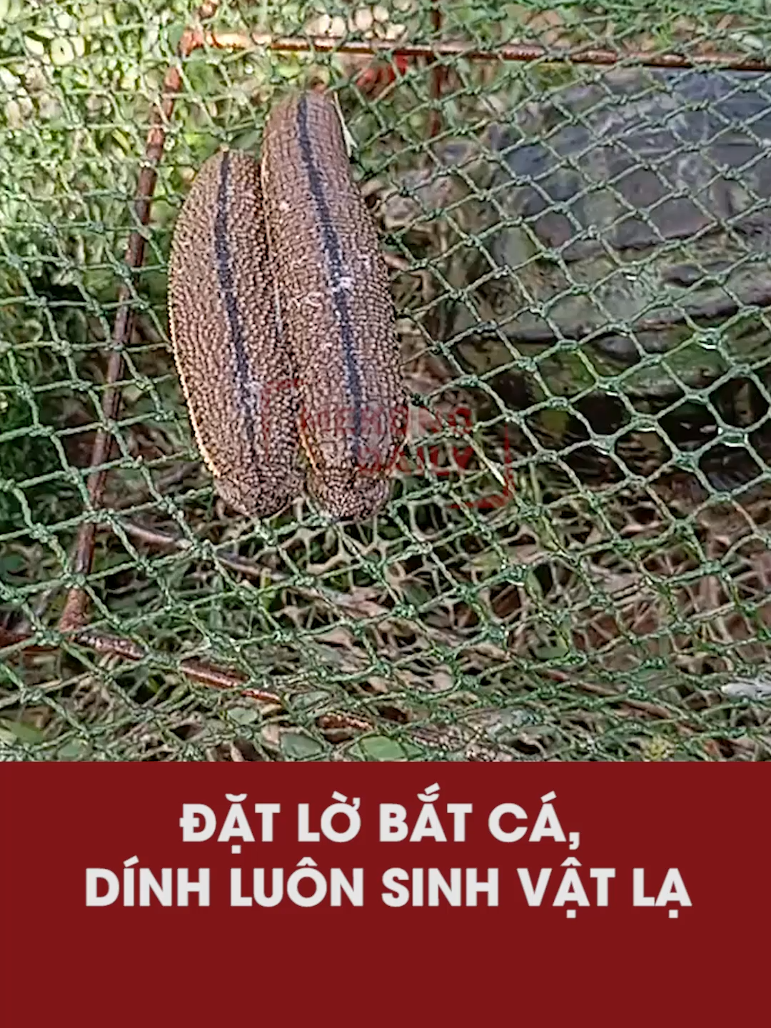 ĐẶT LỜ BẮT CÁ, DÍNH LUÔN SINH VẬT LẠ #mekongdaily #entertainment #giaitri #giaitritiktok #trends #XUHUONG #short #tinnong