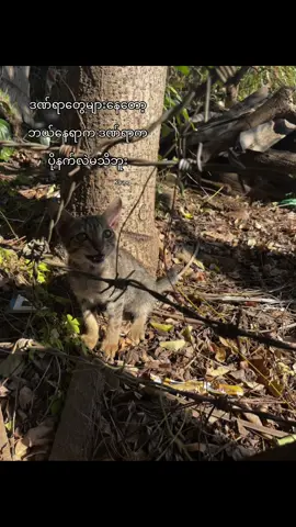 ဒဏ်ရာနဲ့ ကလေးတစ်ယောက်ဖို့ ဘယ်လောက်သည်းခံနိုင်မာလဲ#Fypp #foryoupage #fyp 