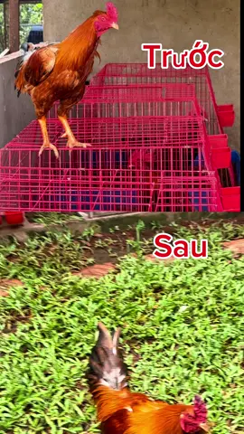 Trị gà rót lỏn lẻn butamin b12.5000 giúp gà sung hừng cự mạnh #ganoi #gada #gatre #butaminb125000 #nuoigahieuqua 