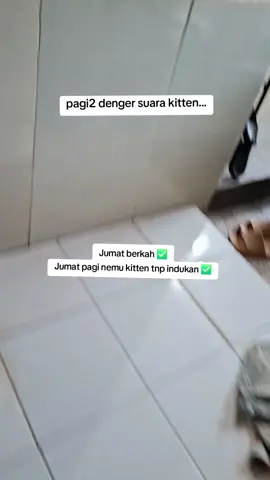 nemu kitten tanpa indukan lagi 😭😭😭😭 #fyp #viral #catsoftiktok 
