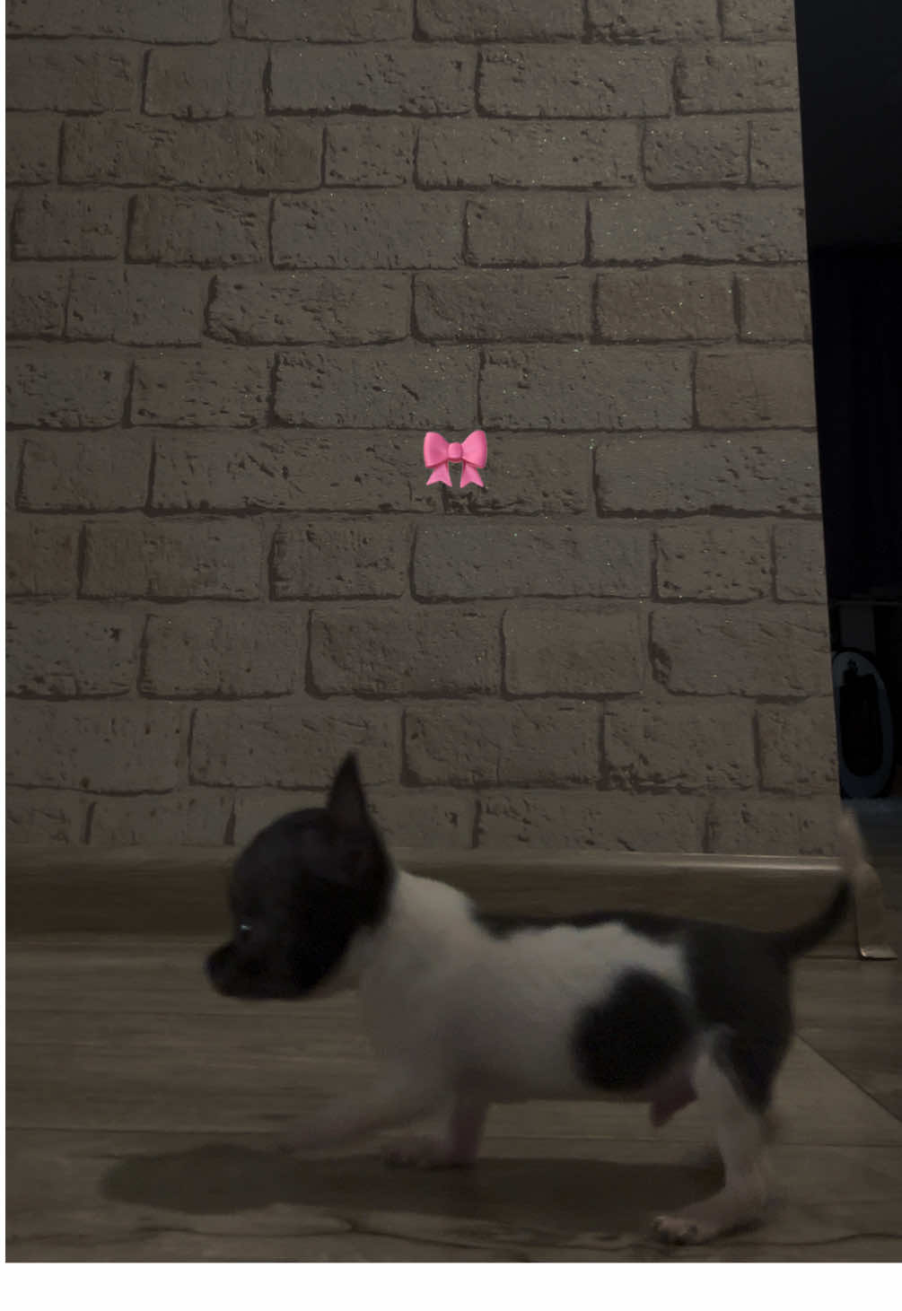 мне нужно было 19 разочков задуть свечку, чтобы у меня появился ты🩶#собака #fyp #rec