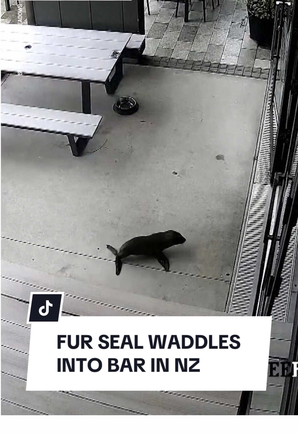 An underaged visitor has shocked patrons after galumphing into a craft beer bar in New Zealand’s South Island. The baby fur seal managed to evade pursuers who were attempting to grab it with a sweater before the creature dashed into a bathroom and hid under the dishwasher. Another customer fetched a dog crate from home and lured the pup out of its hiding place using a pizza topping the pub was offering as a special. Conservation rangers, who were already trying to track down the fugitive, arrived and later released the seal on nearby Rabbit Island. #10news #seal #nz 