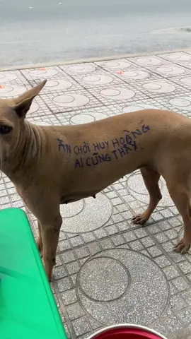 Ăn chơi huy hoàng ai cũng thấy Âm thầm trả nợ mấy ai hay...#xuhuong #thinhhanh #cho #haihuoc #meme 