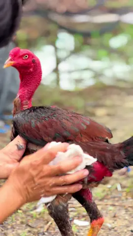 Ok các bác😍😍😍#gà_chọi_việt_nam #gàchọi @HUỲNH PHƯỚC 1 @HUỲNH PHƯỚC 3 