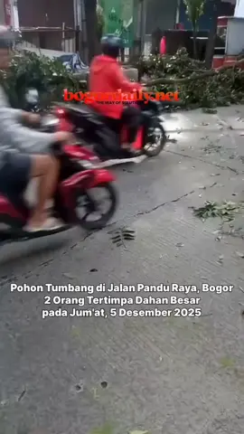 Update SiKon!  Pohon tumbang di Jalan Pandu Raya, Kota Bogor tepatnya di dekat Prolog Kopi, Pandu Raya pada Jum'at, 5 Desember 2025. Dari info yang diterima oleh tim Bogordaily.net ada 2 orang yang tertimpa dahan besar tersebut.  🎥: Ezzha #bogordailynews #pohontumbang #updatesikon @bpbd.kotabogor  @damkarkotabogor_official