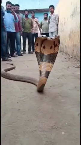 A shocking real-style clip of a rare three-headed cobra filmed in rural India. Captured with a shaky smartphone camera, this intense moment looks like a viral WhatsApp video come to life. Watch the three heads move independently as the crowd reacts in fear and disbelief. Must-see creature video! 🐍😱📱 #Cobra ​ #ThreeHeadedSnake ​ #India ​ #ViralVideo ​ #Shorts ​