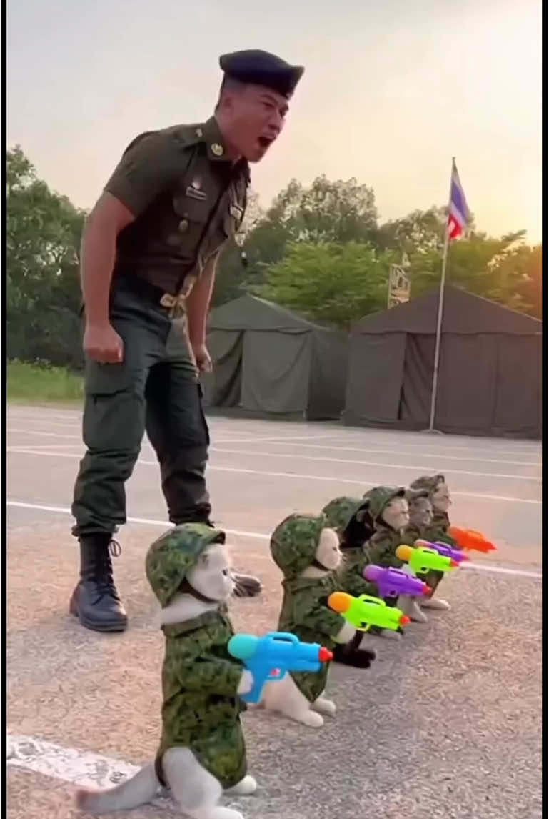 ฝึกหนักเลยวันนี้…#แมวส้ม #orangecat #แมวน่ารัก #ตลก #funny 