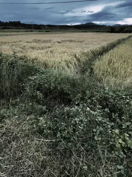生活不总是美好的，要看到彩虹就必须接受.: 喜欢一个不爱你的人，就像拥抱一颗仙人掌，越抱越疼” 
