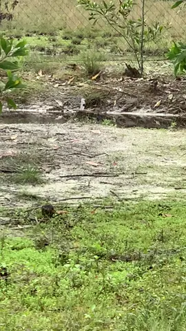 ngon thí#xuhuong #tet2026🧨🧨🧨🧨🧨🧧🧧🧧 