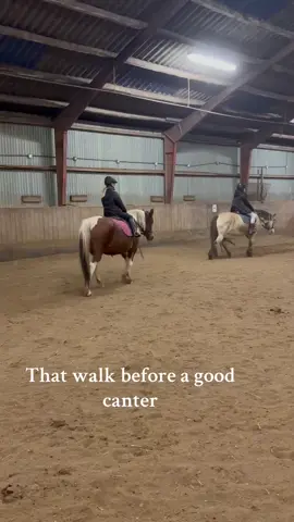 That walk 😍#fyp #cobss #horses 