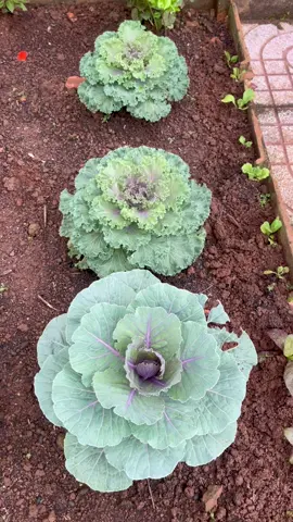 Có giống hỏ hồng hok cả nhà #xhuong #tiktok #cuocsongthuongngay #xuhuong #ngoinhago 