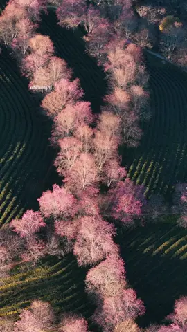 Mùa Anh Đào cuối cùng tại đồi chè Ô Long Sapa  #doicheolong #reviewsapa #travel #canhdep #xehetxang93 