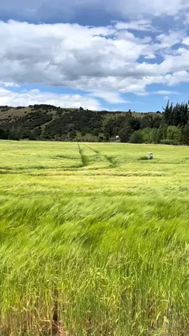 A walk home in Wanaka #nz 