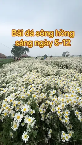 Bãi đá sông hồng sáng ngày 5-12#baidasonghong #chupanhaodai #muathuhanoi #muathuhanoi #cuchoami 