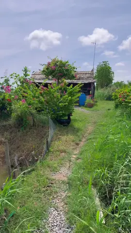 Không chê thì về đây với em ...tuy nhà tranh vách lá nhưng bình yên không bon chen...