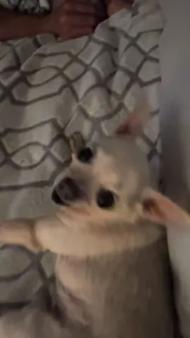 Peanut wants to thank everyone for all the love and likes on her Christmas dress post 💃. . Here is she singing 🎵 🤣. . #chihuahua #holiday #dogs #singing #december 