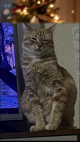 #feliznavidad a gata que dorme em pé