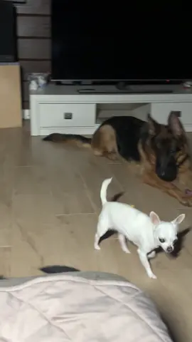 #щенокнемецкойовчарки #домашниепитомцы #чихуахуа #смешныеживотные 