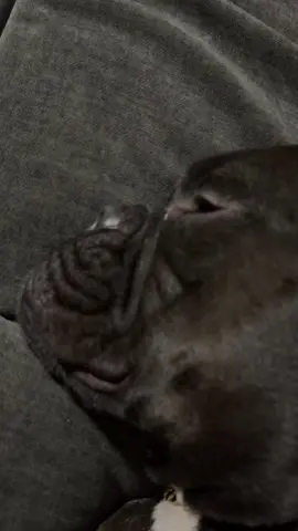 Not even sleeping and he snooring 🤦🏼‍♂️ #puppy #ponchy #frenchie #bulldog 