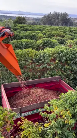 khi nào cà phê mới tăng giá trở lại. #giacaphe #nongnghiep #nongsan #caphe 