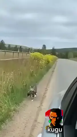 #CapCut #tiktokmemes😂😂 #habeshatiktok 