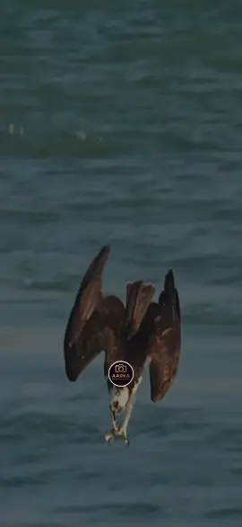 Indha caashaqoo #somalitiktok #viraltiktok #foryoupage #fypシ゚ #