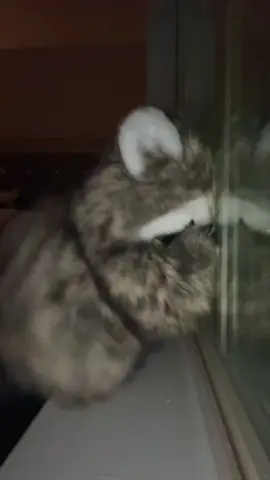 Wobble 🦝 #raccoon #wobblebaby #fyp #dance 