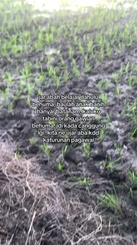 Han leh ayuha jua…🥹🤣🤣#katakatabanjar #banjarstory #anakkampung #petani #ayuha