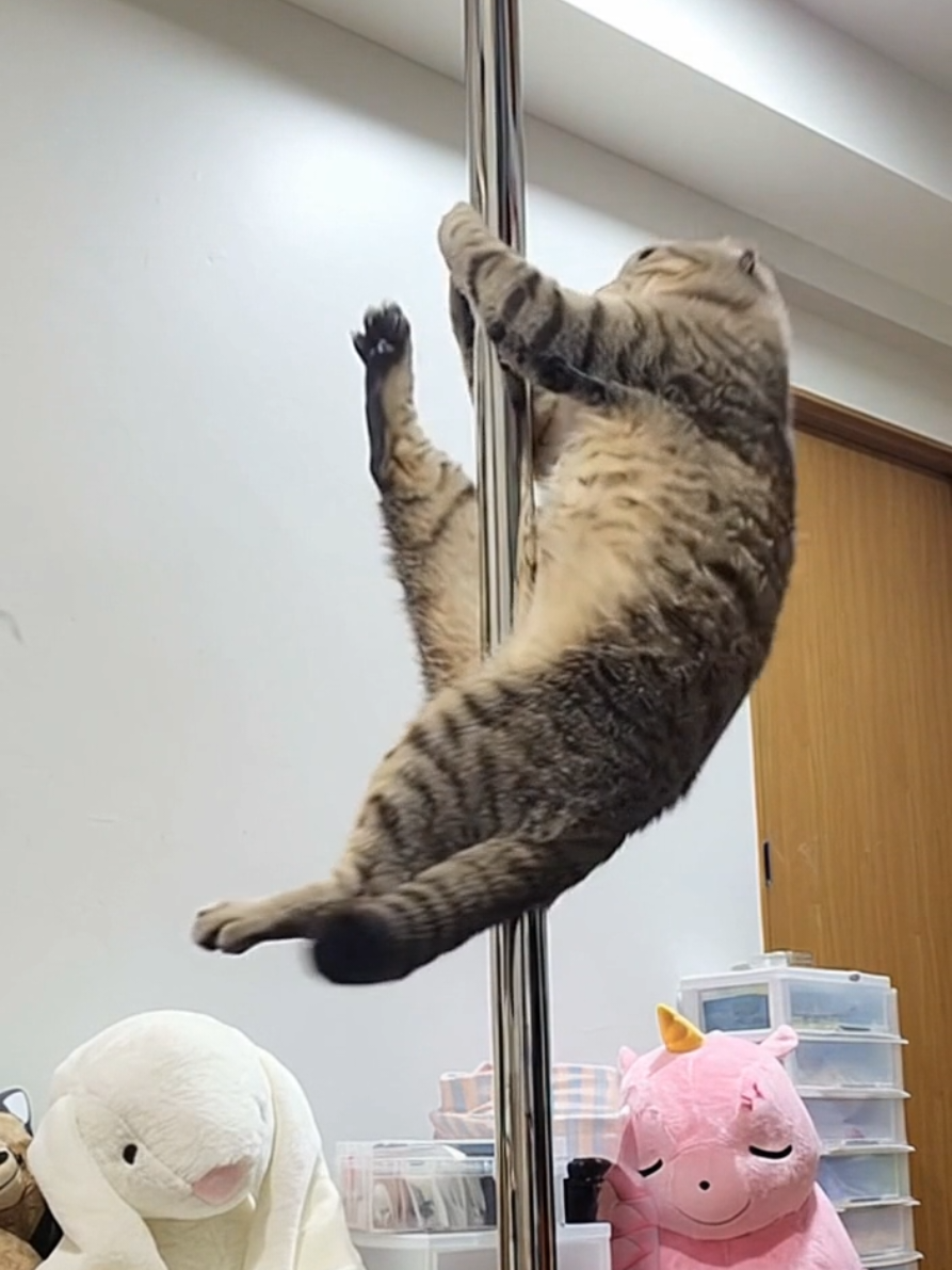 Mr Sam slayin' #britishshorthair #sexy  #poledance #dance #catsoftiktok 