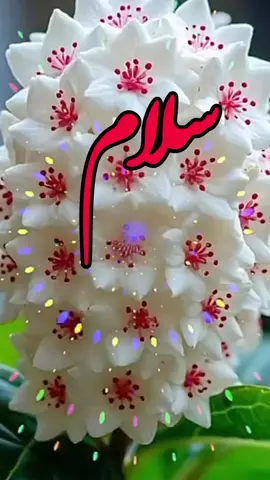 🌺سلام صبحتون بخیر وشادی 🌺