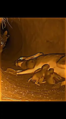 #duet with @RESPECT❤️‍🩹 #hapy 