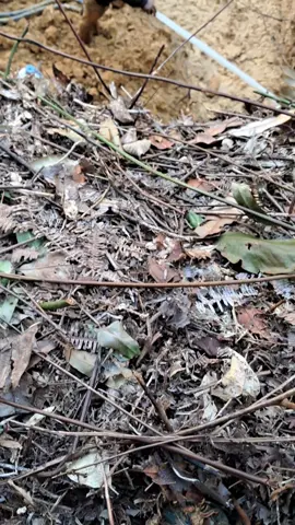 #purukcahu #murungraya_kalteng #tambangemas #fyp #tambangemaskalimantan 