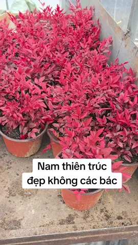 Nam thiên trúc cây lá đỏ rất đẹp. để bàn hoặc trồng ban công.  #caycanh #caygiong #xuhuong #namthientruc 