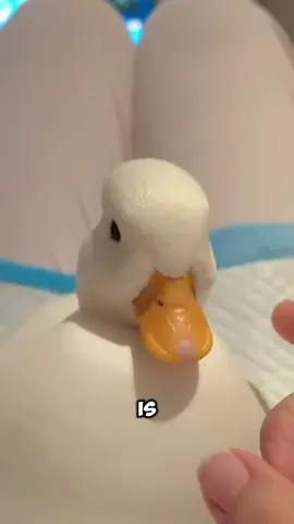 This round fluffy little guy is actually a call duck. Call ducks are a small breed of duck with a compact body, a short rounded beak, and big round eyes that make them look incredibly cute and endearing☺️😁😁😁 #duck #animals