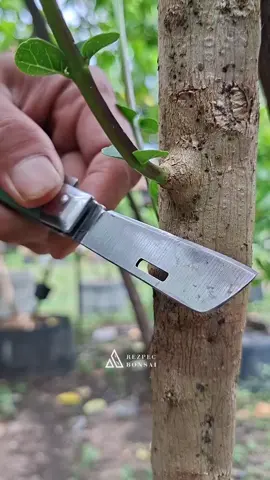 Ambil tunas muda untuk memperbanyak secara vegetatif